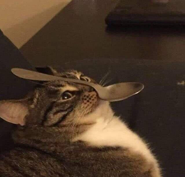 spoon cat